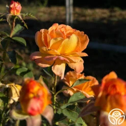 Dawn Chorus -Precisiom Store dawn chorus 11