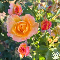 Dawn Chorus -Precisiom Store dawn chorus 12