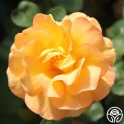 Dawn Chorus -Precisiom Store dawn chorus 3 1