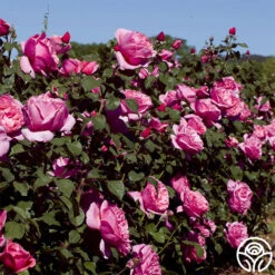 Dee-Lish® -Precisiom Store deelish 3