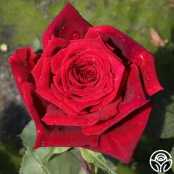 Deep Secret 11 Deep Secret -Precisiom Store deep secret 18