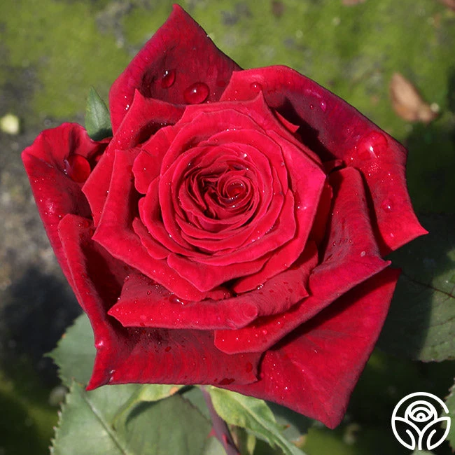 Deep Secret 5 Deep Secret - Image 5