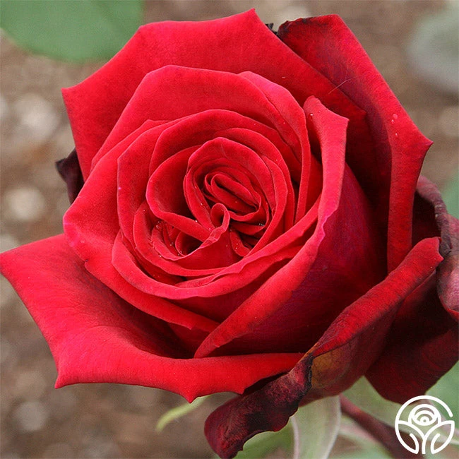 Deep Secret 2 Deep Secret - Image 2