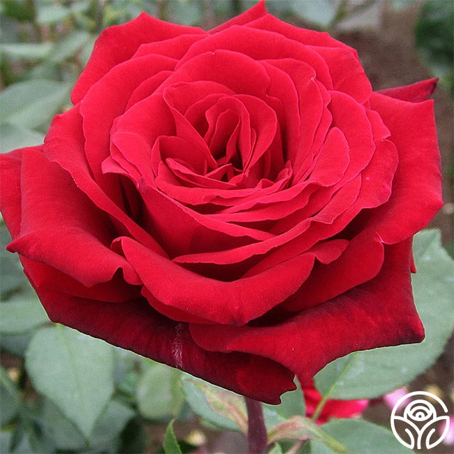 Deep Secret 1 Deep Secret