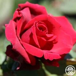 Deep Secret 13 Deep Secret -Precisiom Store deep secret 3 1