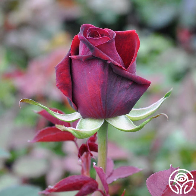 Deep Secret 3 Deep Secret - Image 3