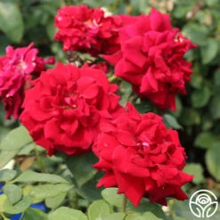 Deep Secret 10 Deep Secret -Precisiom Store deep secret 6 1