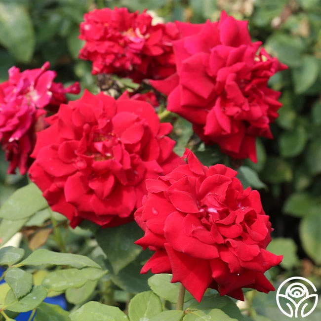 Deep Secret 4 Deep Secret - Image 4