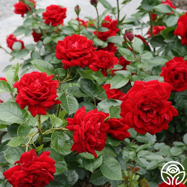 Sunbelt® Desmond Tutu 2 Sunbelt® Desmond Tutu - Image 2