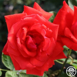 Dolly Parton 5 Dolly Parton -Precisiom Store dolly parton 1 1 1