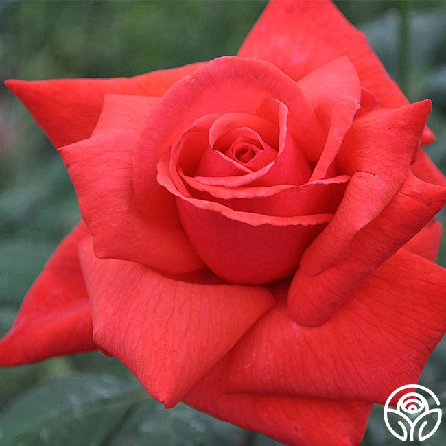 Dolly Parton 2 Dolly Parton - Image 2