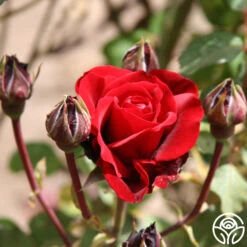 Don Juan -Precisiom Store don juan 4