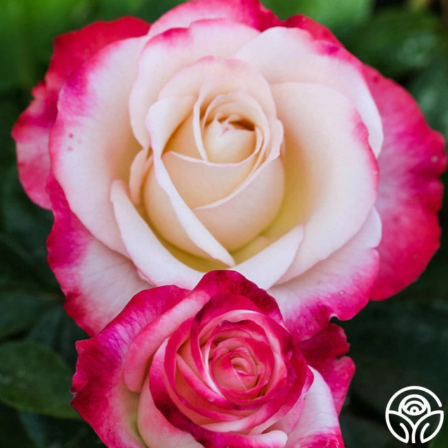 Double Delight® 8 Double Delight® - Image 8