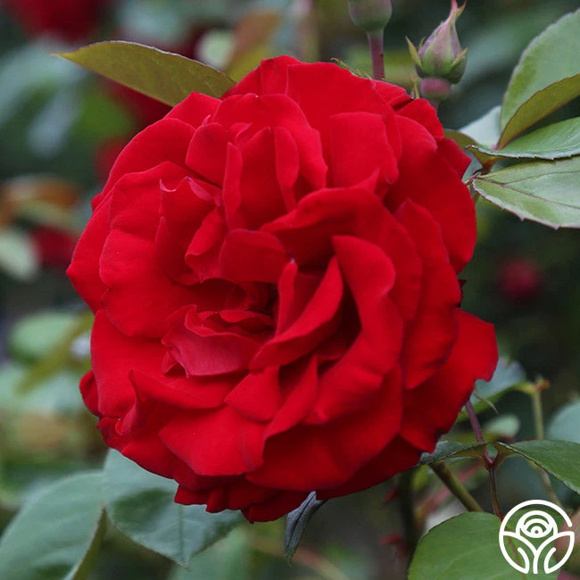 Dublin Bay® 1 Dublin Bay®