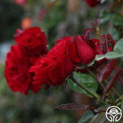 Dublin Bay® 16 Dublin Bay® -Precisiom Store dublin bay 112