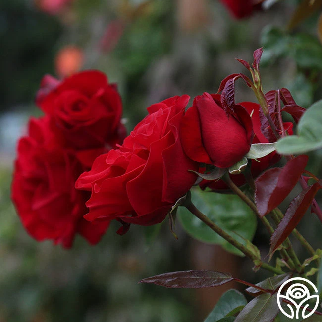 Dublin Bay® 8 Dublin Bay® - Image 8