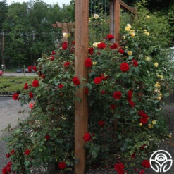 Dublin Bay® 17 Dublin Bay® -Precisiom Store dublin bay 191