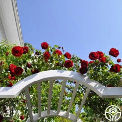 New Release -Precisiom Store dublin bay 1 1