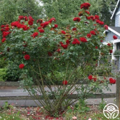 Dublin Bay® 12 Dublin Bay® -Precisiom Store dublin bay 4 1