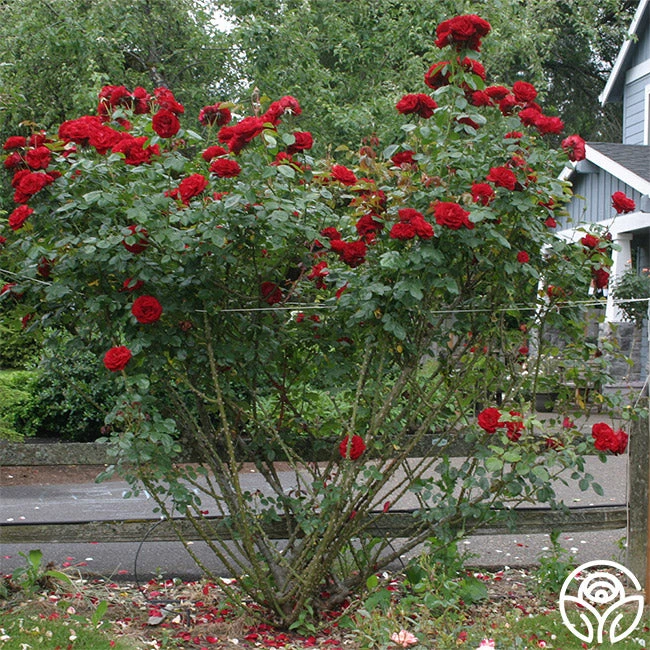 Dublin Bay® 4 Dublin Bay® - Image 4