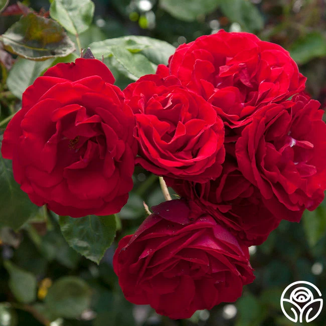 Dublin Bay® 3 Dublin Bay® - Image 3