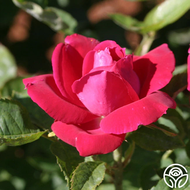 Dupuy Jamain 2 Dupuy Jamain - Image 2