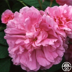 Dutch Provence -Precisiom Store dutch provence