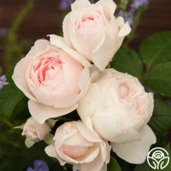 Parfuma® Earth Angel -Precisiom Store earth angel 4