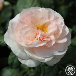 English Miss -Precisiom Store english miss 3