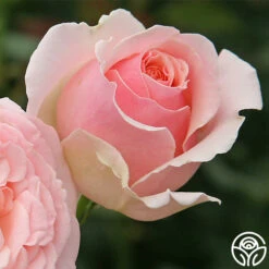 English Sachet™ 5 English Sachet™ -Precisiom Store english sachet 2 8