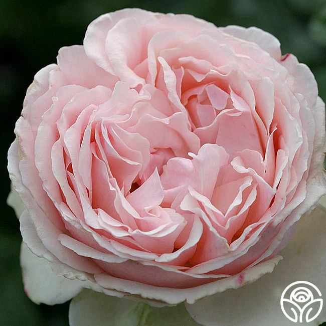 English Sachet™ 2 English Sachet™ - Image 2