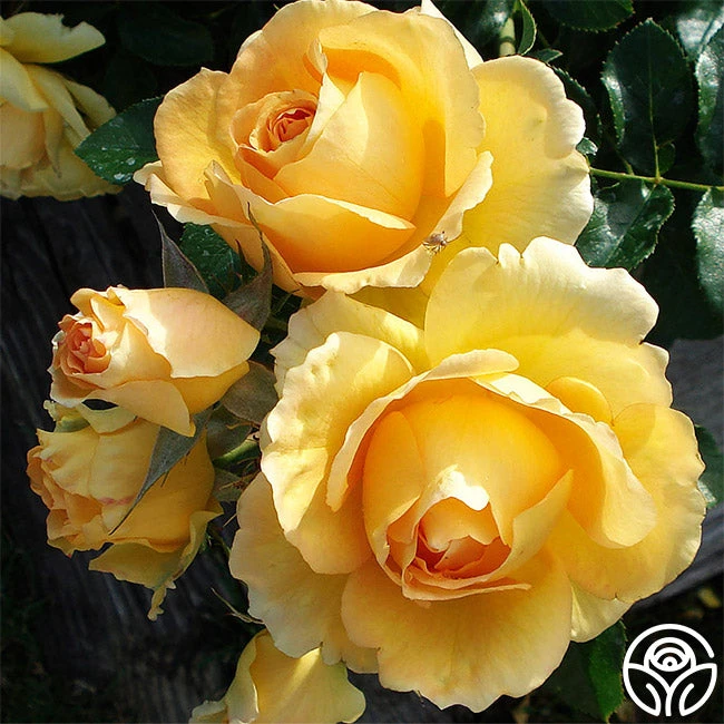 Eureka™ 2 Eureka™ - Image 2