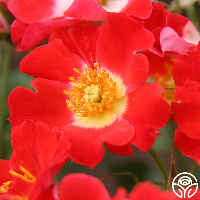 Eyepaint® 1 Eyepaint®