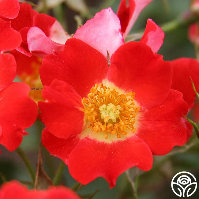 Eyepaint® 2 Eyepaint® - Image 2