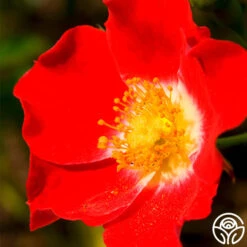 Eyepaint® 7 Eyepaint® -Precisiom Store eyepaint 3