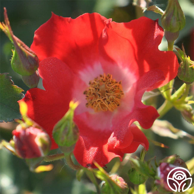 Eyepaint® 3 Eyepaint® - Image 3