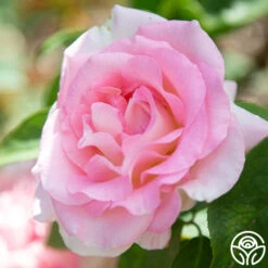 Falling In Love™ 12 Falling In Love™ -Precisiom Store falling in love 116