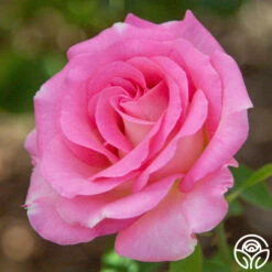 Falling In Love™ 10 Falling In Love™ -Precisiom Store falling in love 15