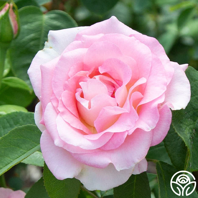 Falling In Love™ 2 Falling In Love™ - Image 2