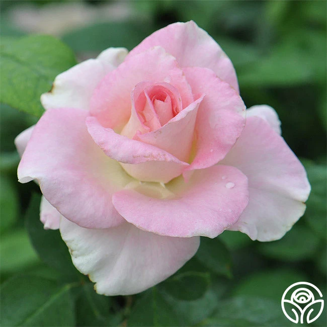 Falling In Love™ 8 Falling In Love™ - Image 8