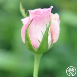 Falling In Love™ 14 Falling In Love™ -Precisiom Store falling in love 3 2