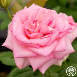 Falling In Love™ 11 Falling In Love™ -Precisiom Store falling in love 4 1