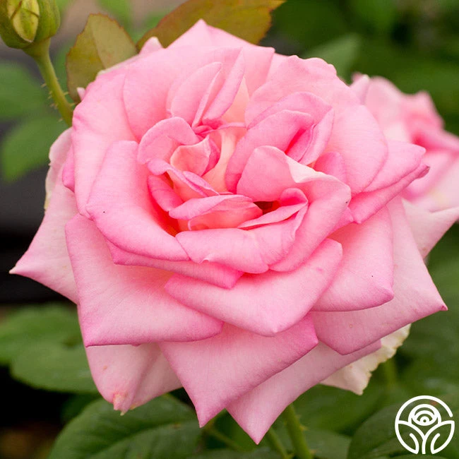 Falling In Love™ 4 Falling In Love™ - Image 4