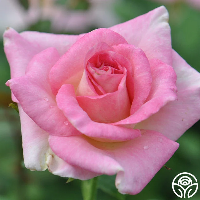 Falling In Love™ 6 Falling In Love™ - Image 6