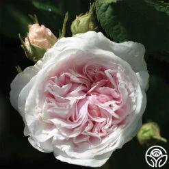 Félicité Parmentier -Precisiom Store felicite parmentier 2