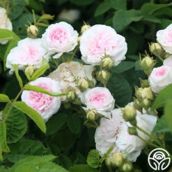 Félicité Parmentier -Precisiom Store felicite parmentier 3