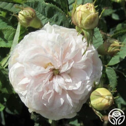 Félicité Parmentier -Precisiom Store felicite parmentier 4