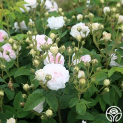 Félicité Parmentier -Precisiom Store felicite parmentier 6