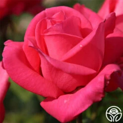 Eleganza® Fiji -Precisiom Store fiji 1 9