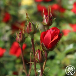 Fire King 5 Fire King -Precisiom Store fire king 1 1 1